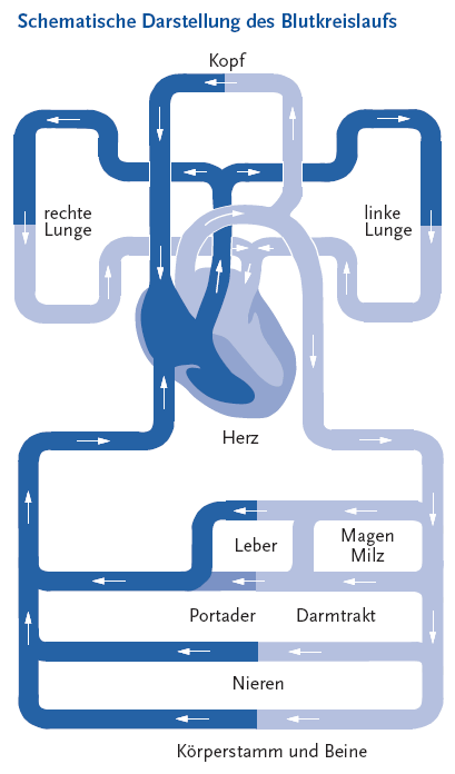 Die folgende Abbildung stellt schematisch den Blutkreislauf dar. Im Mittelpunkt des Schaubildes ist das Herz zu sehen. Das Herz pumpt venöses Blut in die rechte und die linke Lunge. Dort wird das Blut mit Sauerstoff angereichert. Dieses nun arterielle Blut wird mit Hilfe der rechten Herzkammer in die einzelnen Körperorgane wie Leber, Magen, Milz, Niere und in den Kopf, den Körperstamm, die Beine den Darmtrakt, die Portader gepumpt. Von dort gelangt das sauerstoffarme Blut wieder in das Herz und durchläuft erneut den Blutkreislauf. Während für den Bluttransport in den Arterien das Herz als Pumpe dient, müssen die Venen rund 7.000 Liter Blut pro Tag entgegen der Schwerkraft zum Herzen zurückbefördern. Dabei kommt der so genannten Muskel Venen Pumpe des Beines eine wichtige Funktion zu. Beim Anspannen der Muskeln, beispielsweise beim Gehen, pressen sie die zwischen ihnen liegenden Venen zusammen und das Blut zum Herzen zurück. Venenklappen, die sich normaler Weise nur zum Herzen hin öffnen, sorgen dafür, dass das Blut nicht ins Bein zurückfließt. Die Informationen aus dieser Abbildung werden gegebenenfalls auch im Text erläutert. Hinweis, falls Sie die Abbildung als Einzelfundstelle aus der Trefferliste gewählt haben: Sie stammt aus dem Themenheft 44 Venenerkrankungen der Beine der Gesundheitsberichterstattung des Bundes, den Sie über den Link Verwandte, mit separater Stichwortsuche (Alt-Taste + Taste S) oder mit Hilfe des Links unterhalb der Abbildung erreichen können. Ende der Abbildungsbeschreibung.